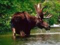 Caribou 001